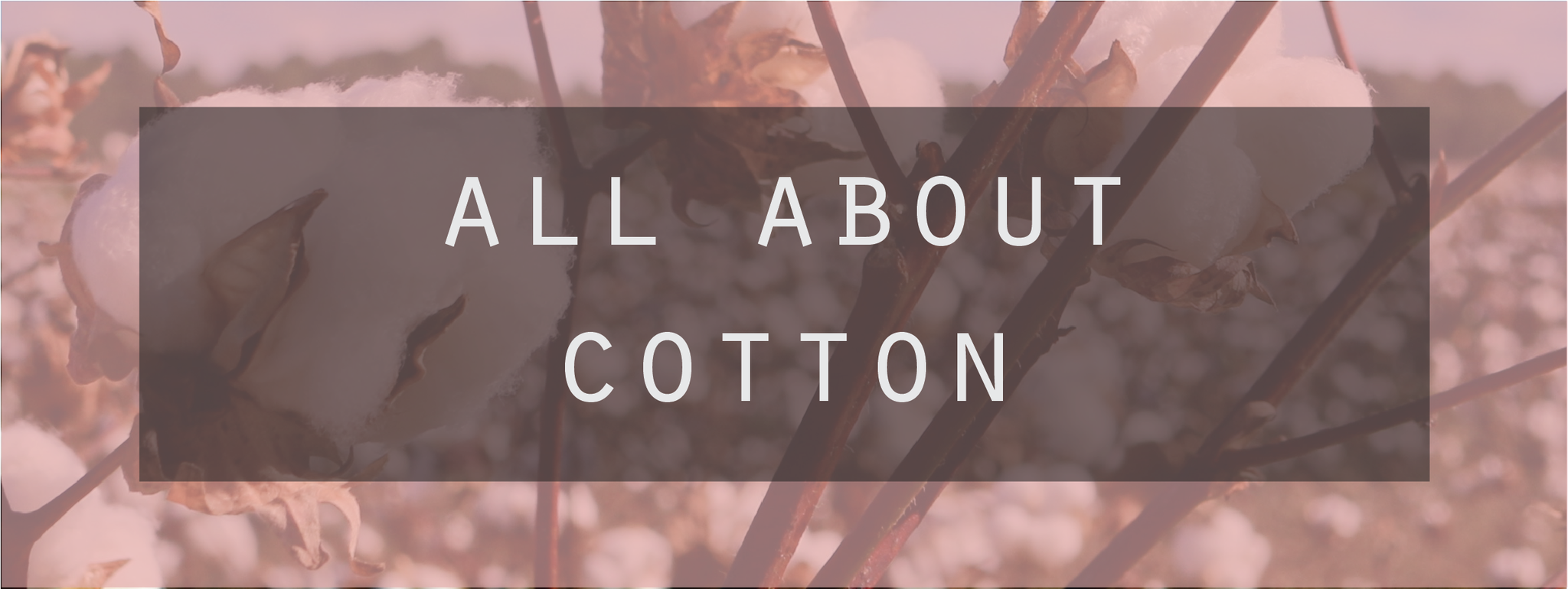 All About Cotton  Why is Cotton so great? - Kade & Vos